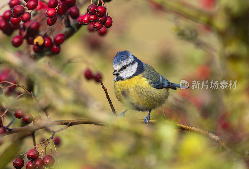 欧亚蓝山雀(蓝山雀属)