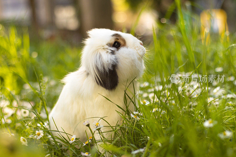 可爱的小白兔在草地上，春天来了。
