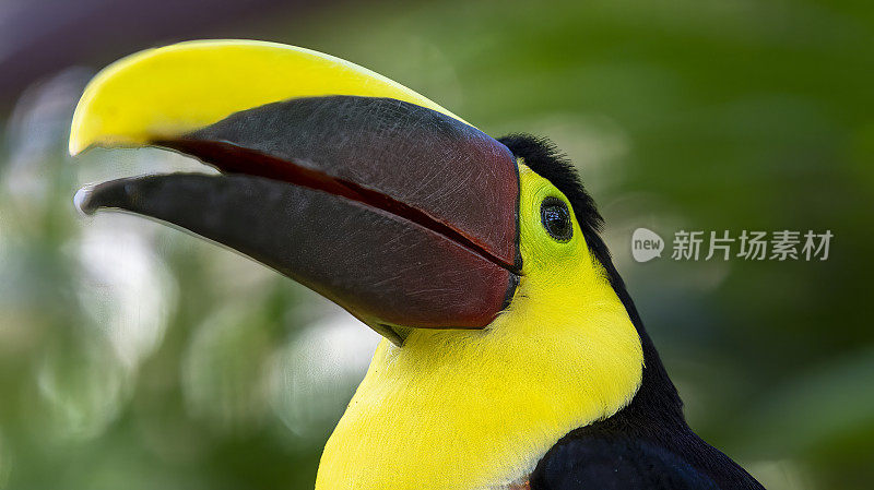 哥斯达黎加热带雨林中的黑色巨嘴鸟
