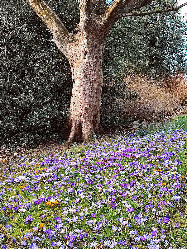 春天的花水仙雪球在公园格拉斯哥苏格兰英格兰