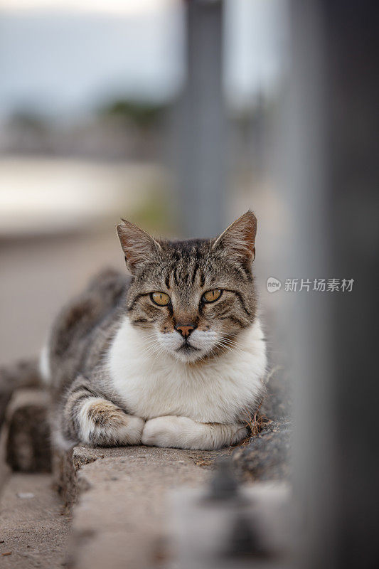 斑纹流浪猫站在街边的墙上。