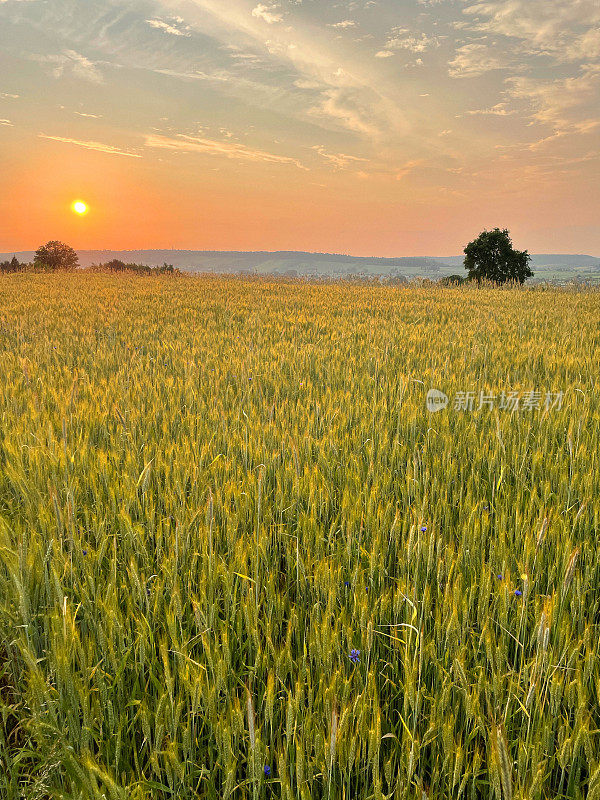 夕阳下，黑麦、小麦、大麦在山上成熟