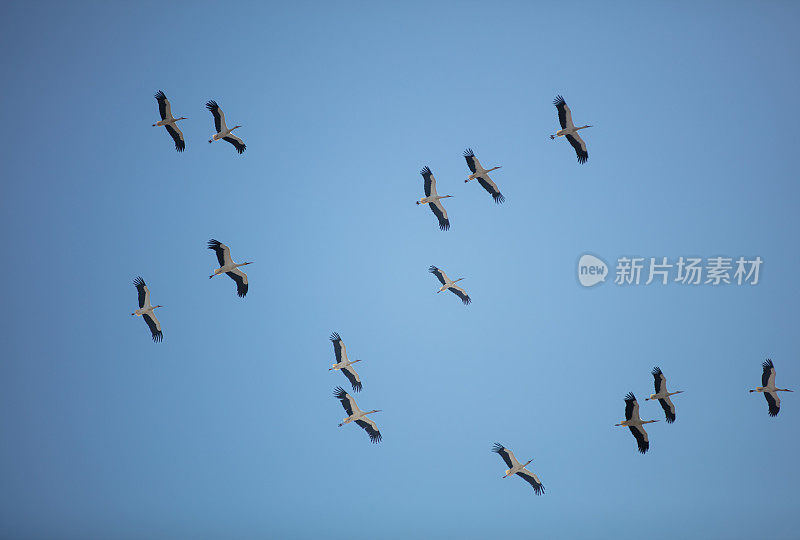 一群白鹳在天空中飞翔。