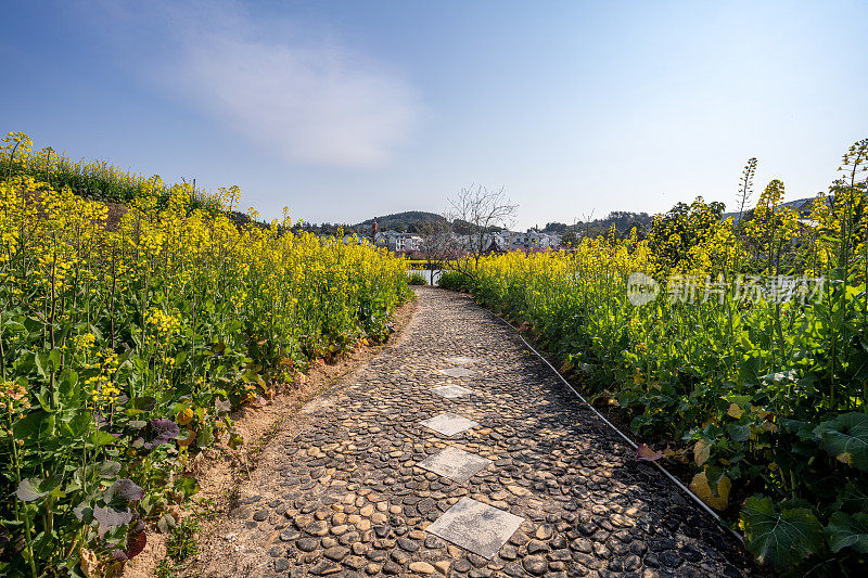 油菜地的步道