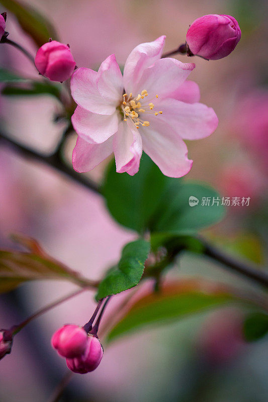 秋海棠花盛开的背景