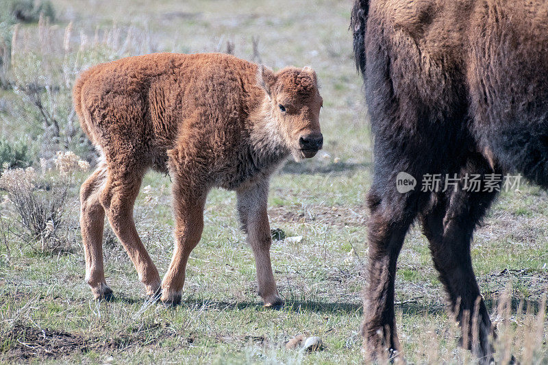 野牛(或水牛)幼崽站在母野牛旁边