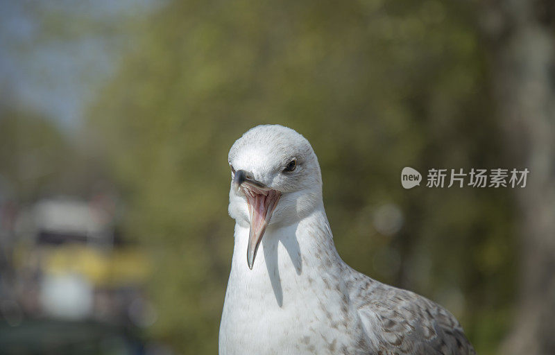 海鸥的照片