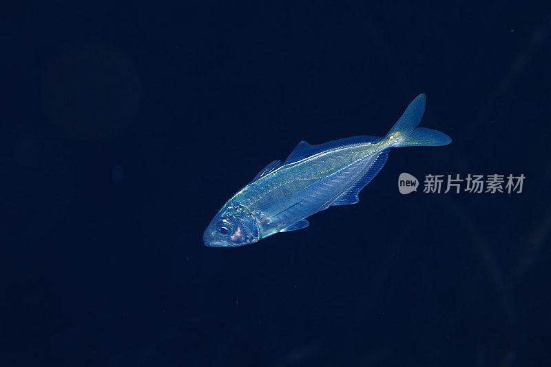 海洋生物沙龙鱼水下地中海水肺潜水员的观点。杰克鲭鱼或saurel鱼。晚上拍摄。