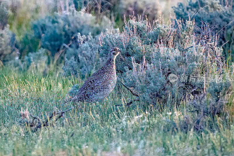 在美国西部蒙大拿州中部的鼠尾草丛繁殖地，雌性鼠尾草松鸡完全静止地站立着