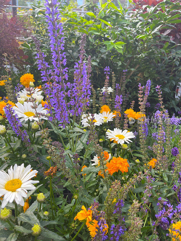 花园里的紫色鼠尾草