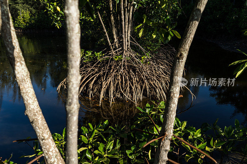 红树林