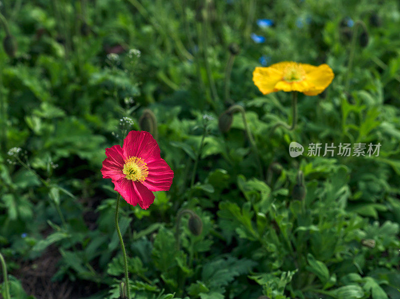 红黄相间的佛兰德罂粟花在草地上盛开