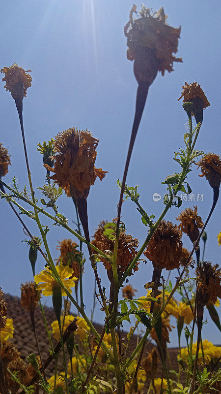 枯萎的黄花