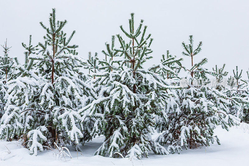 白雪覆盖的冷杉