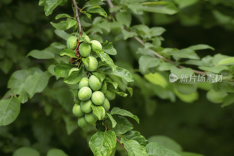 绿樱桃李子在树枝上。夏天的风景。绿叶映衬着未成熟的樱李。天然素食食品。夏天的水果。农场，花园，当地水果。