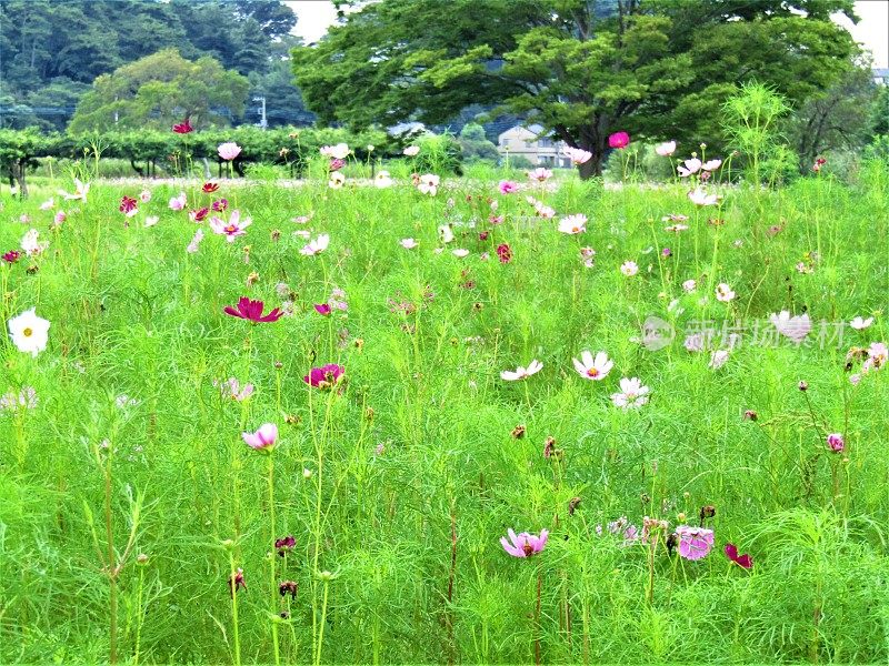 日本。8月。长满宇宙花的草地。