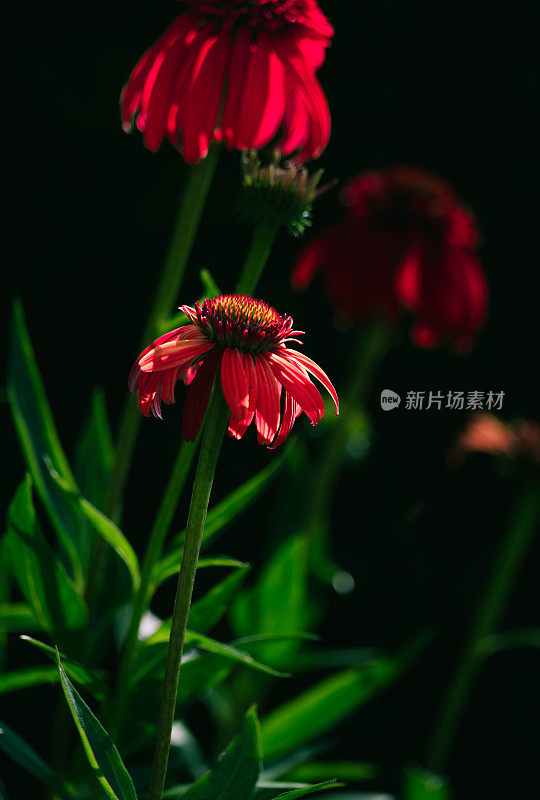 迷人的深红色紫锥菊:大自然的猩红之美