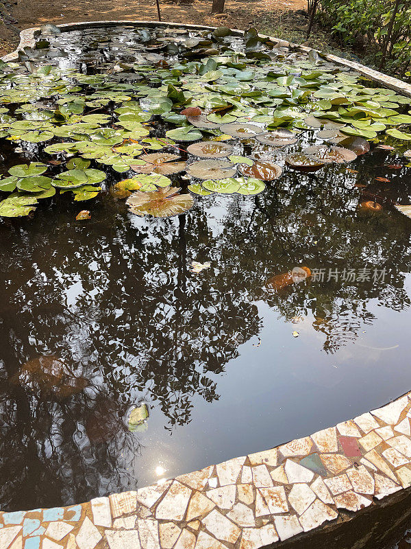 肾形花园鱼塘边缘凸起，破碎的陶器马赛克墙的特写图像，水面覆盖着睡莲花瓣，脏水，高架视图，重点在前景