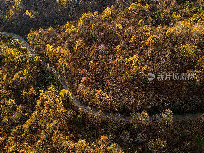 鸟瞰郊区树木之间的道路