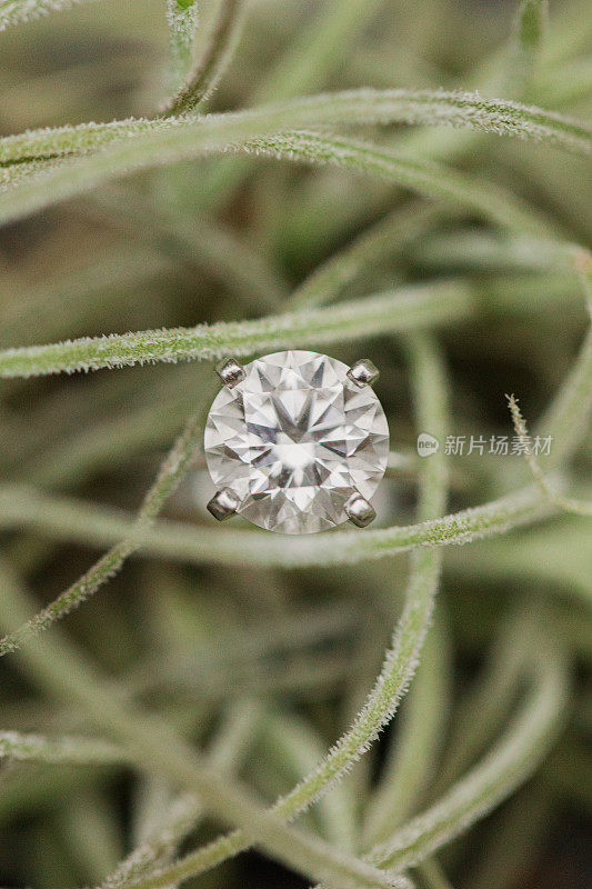 一个大的圆形钻石订婚戒指在白金依偎在一个精致的空气植物在明亮的自然光户外