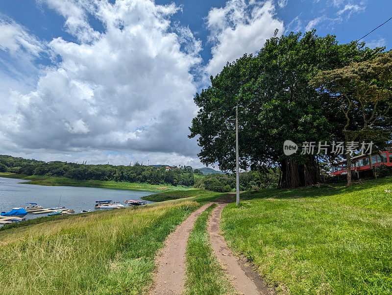 哥斯达黎加阿雷纳尔湖附近圣路易斯港附近的热带榕树