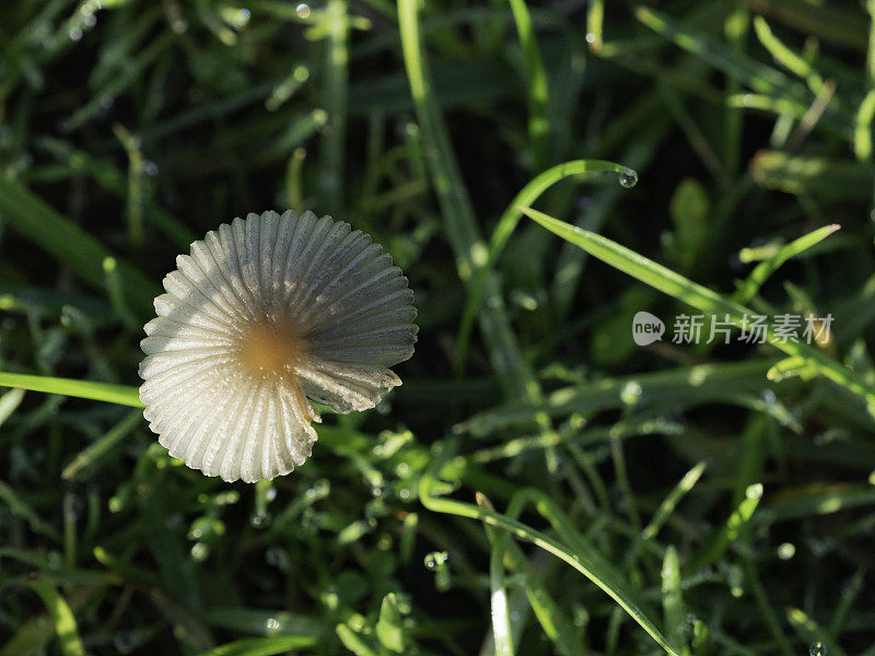 小蘑菇和小草的特写