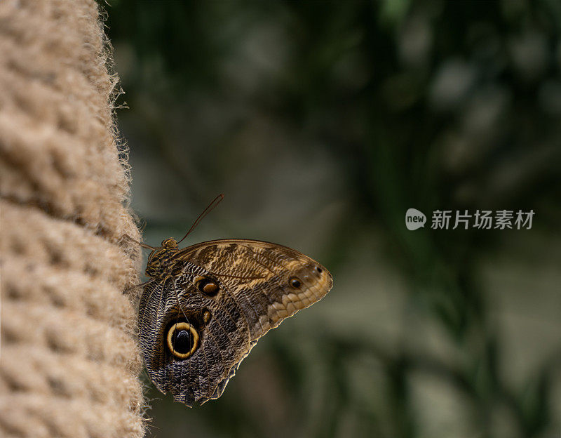 科尼亚热带蝴蝶园的蝴蝶