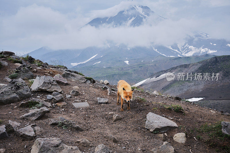 野生狐狸上火山挤压骆驼