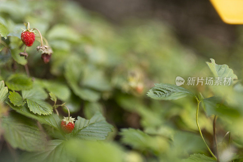 花园里的野草莓丛