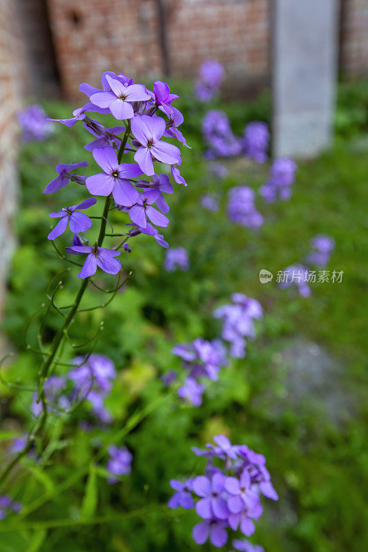 诚实(月牙)花在花园里盛开