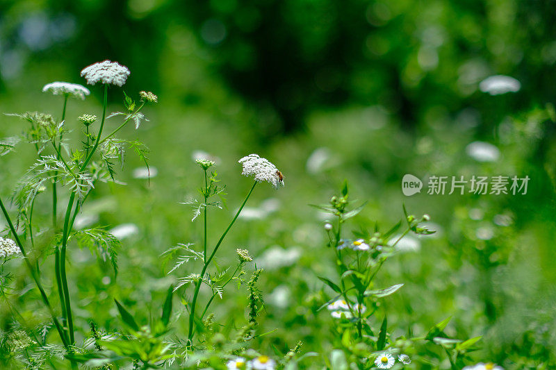 野花上的蜜蜂