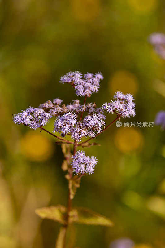 紫色的雾花在清晨的阳光下，与失焦的金色自然色调的背景