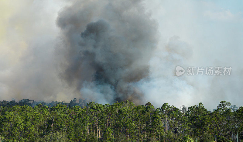 危险的野火在佛罗里达丛林中严重燃烧。茂密森林里的炽热火焰。有毒烟雾污染大气