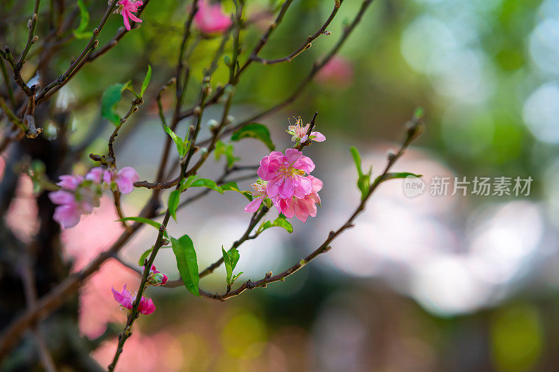 越南农历春节前，五彩缤纷的粉红色花朵盛开在一个小村庄。桃枝、樱花与越南春节食物