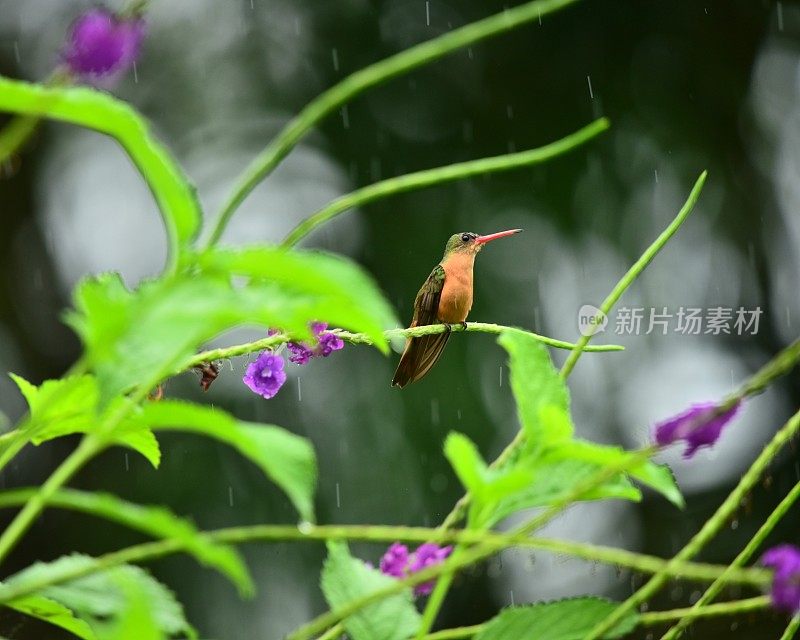 肉桂蜂鸟