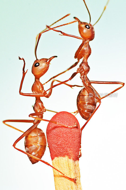火柴顶端的蚂蚁——动物行为。