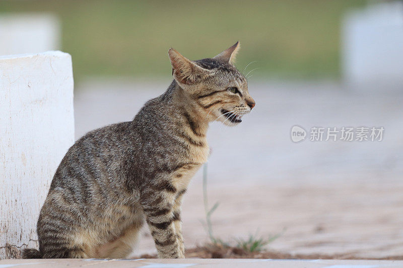 日落时分，猫在海滩上玩耍