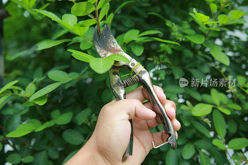 生锈的植物切割器