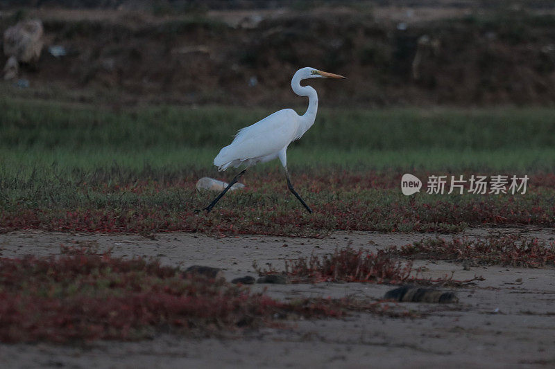 绿地里的白鹭