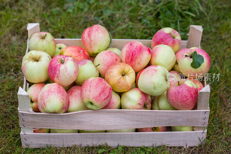熟了的苹果堆在木箱里。