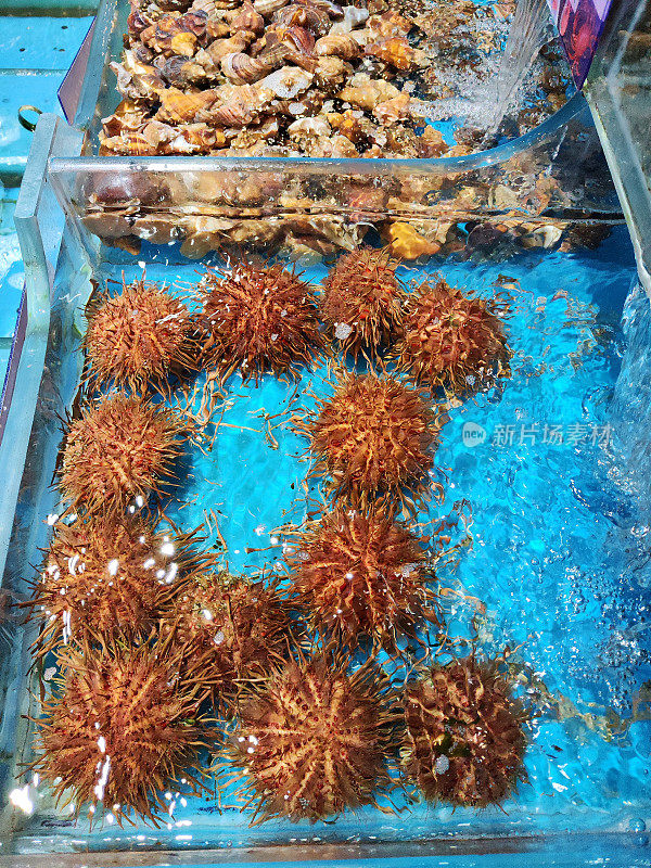 辽宁大连餐馆里的海胆