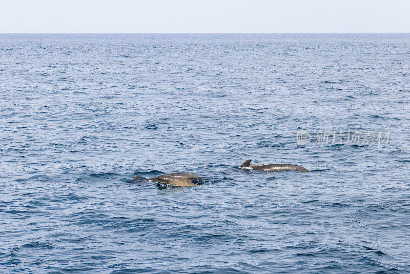 安第斯山脉附近的挪威海动态水域为一个领航鲸家庭提供了背景，它们在野外和谐地游泳