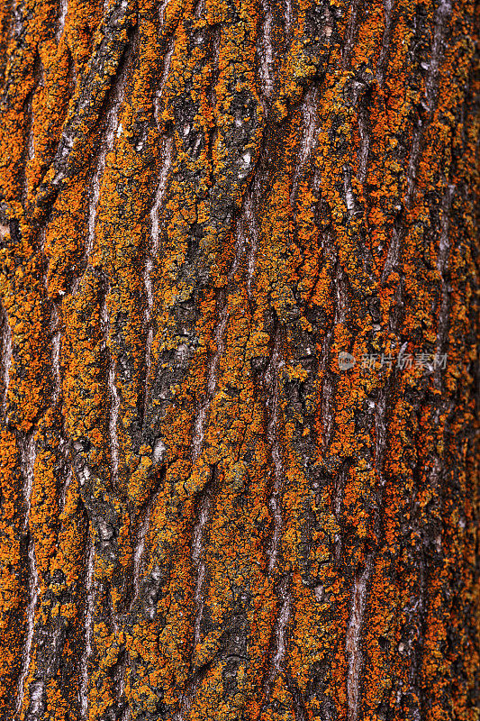 树皮与橙色地衣细节