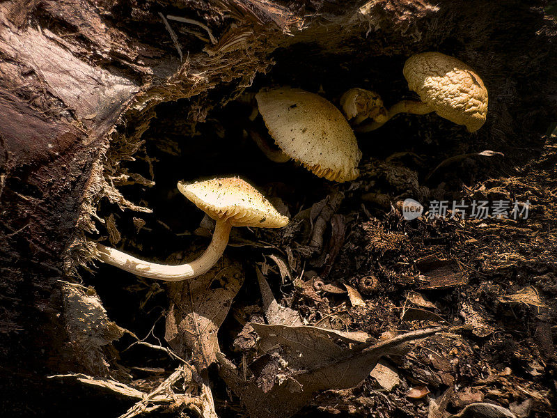 生长在树桩上的野生毒蕈