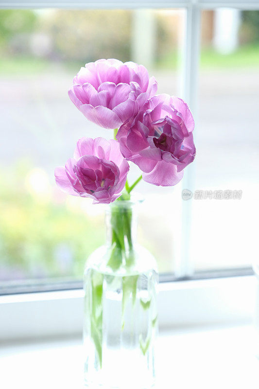 新剪的紫牡丹郁金香花