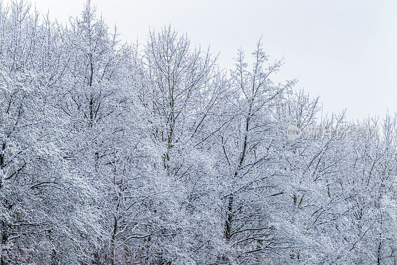 冬天的树被雪覆盖