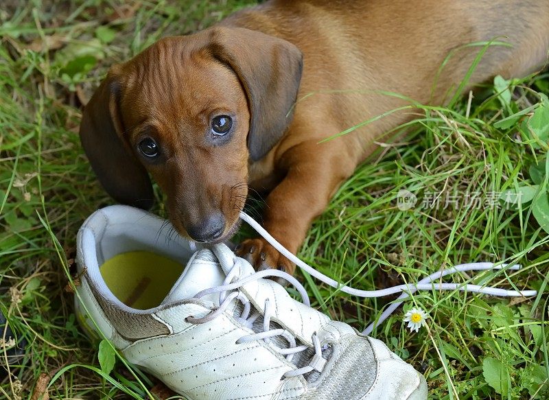 腊肠小狗在草地上玩鞋