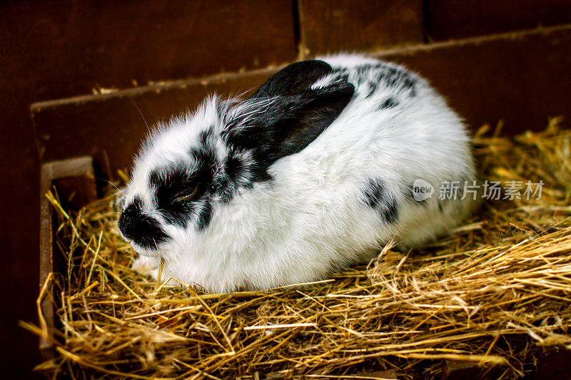 小白兔坐在稻草上