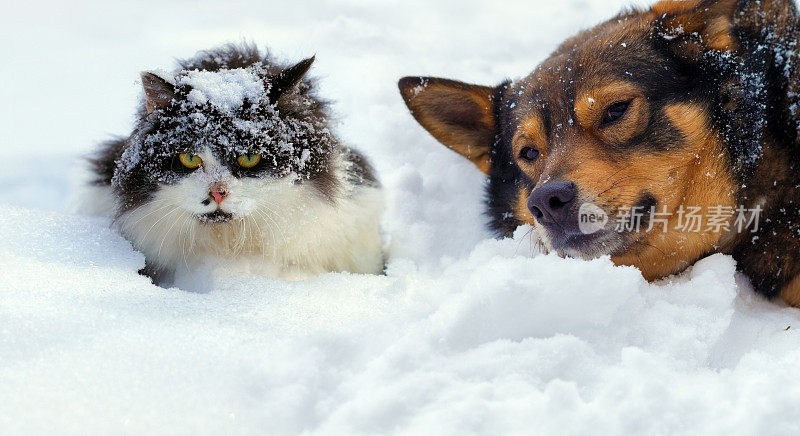 猫和狗在寒冷的冬天躺在雪地上