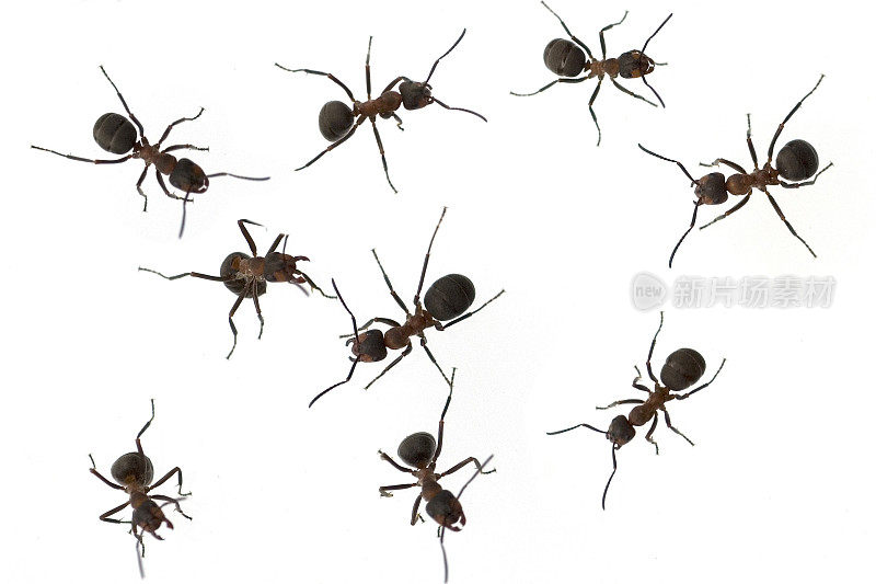 阿梅斯;福米卡;鲁法：红色;木蚂蚁
